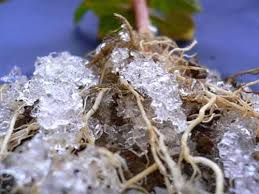 قیمت خرید هیدروژل نانو کامپوزیتی کشاورزی عمده به صرفه و ارزان